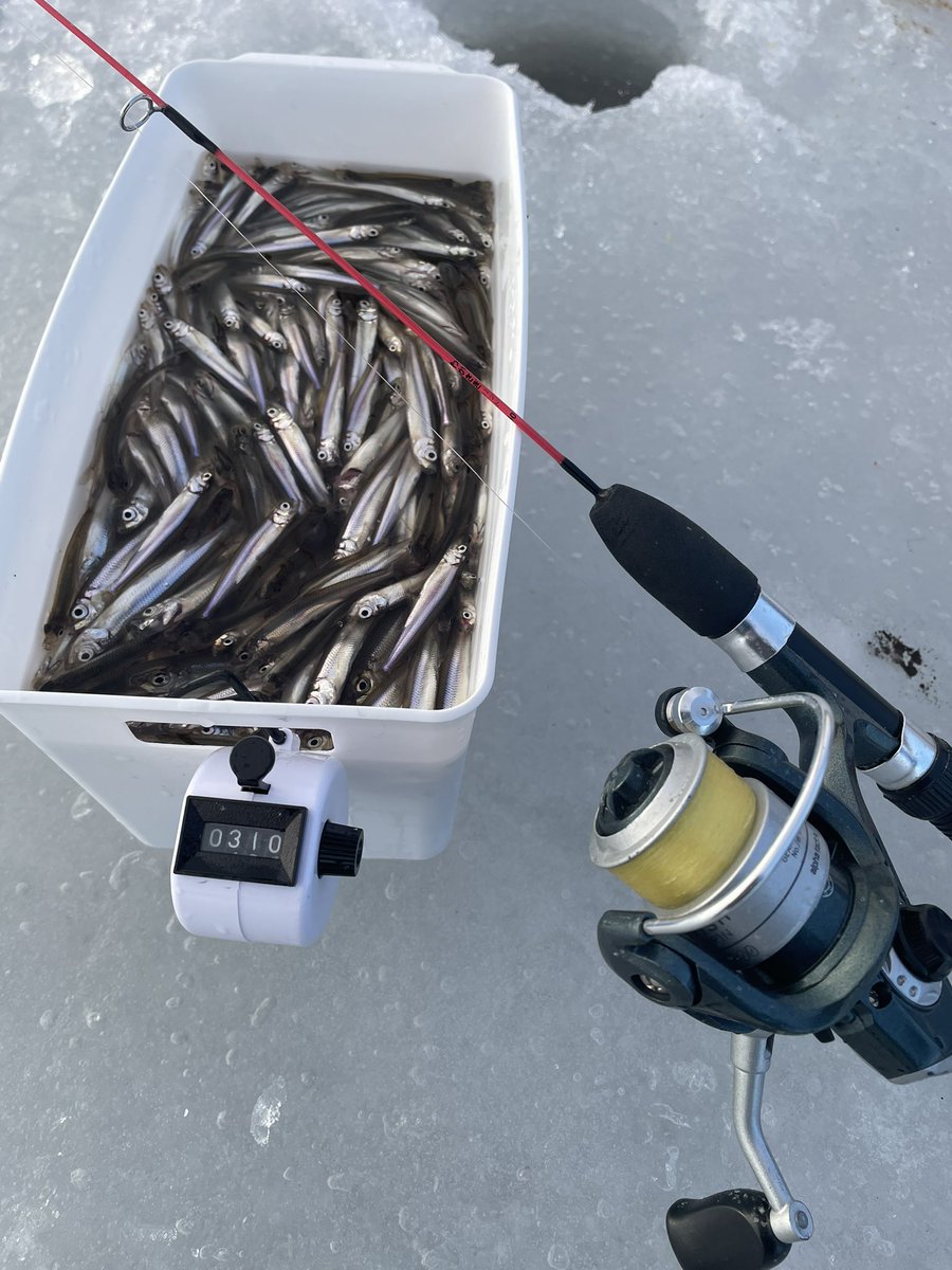 sbl_co's tweet photo. 沼ワカサギ1〜4戦目
食べる分のマスは釣ったのでワカサギへ

釣行回数を重ねるにつれてコツを掴んできて、1戦目310匹から4戦目1103匹まで釣果を伸ばせました！

手動一刀流でも11束釣れる異次元の魚影に感謝 https://t.co/fpUiWX3Of5