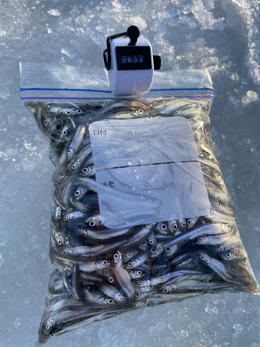 sbl_co's tweet photo. 沼ワカサギ1〜4戦目
食べる分のマスは釣ったのでワカサギへ

釣行回数を重ねるにつれてコツを掴んできて、1戦目310匹から4戦目1103匹まで釣果を伸ばせました！

手動一刀流でも11束釣れる異次元の魚影に感謝 https://t.co/fpUiWX3Of5