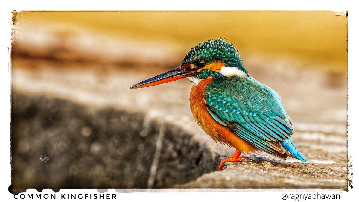 ragnyabhawani's tweet photo. Suprabhat 🙏
Common Kingfisher
#MondayBlues
@SonyAlpha
#SonyAlphaShots
#BirdsSeenIn2025 #birdwatching
#IndiAves #natgeoindia
@sanshali1 @Devahoothi @bahutbadadanda @ClimbhiKc https://t.co/OU0MFkRmsL