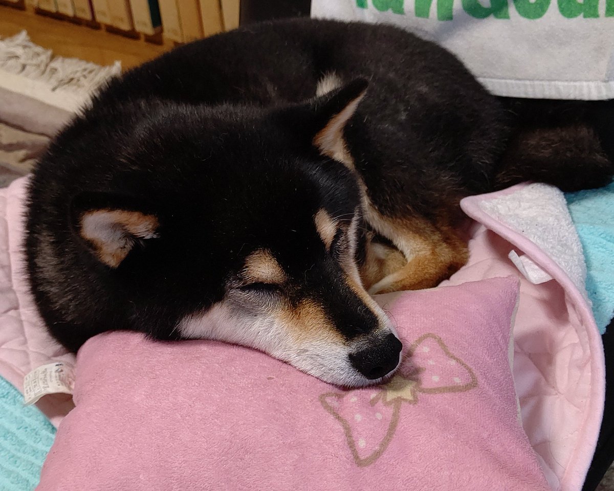 ナナ🌈のお葬式やら何やらと、今まで後回しにしてきた雑事を終わらせてほっと一息吐いたら、喉が痛くなり一週間、そして今日は発熱。(コロナは陰性)。ナナが生きてた時は毎日必死だったのが、気が抜けましたかね…😞
#秘密結社老犬倶楽部天国支部