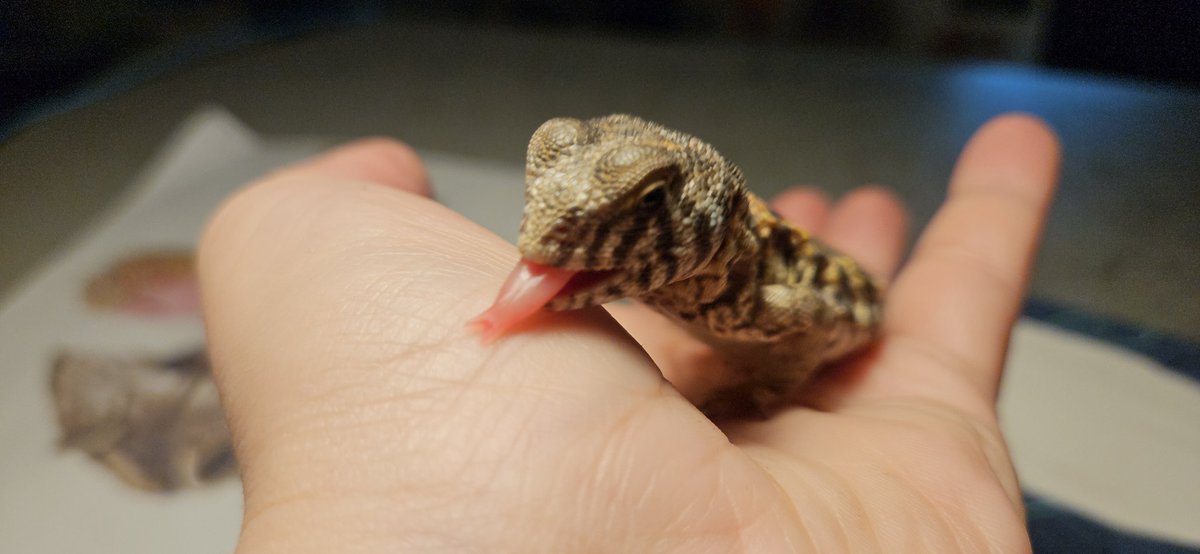 Waffles and Mango tweet media