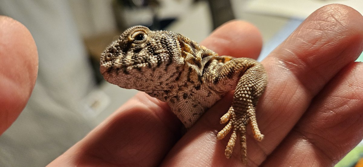 Waffles and Mango tweet media