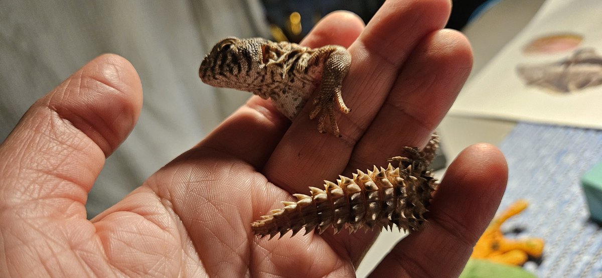 Waffles and Mango tweet media