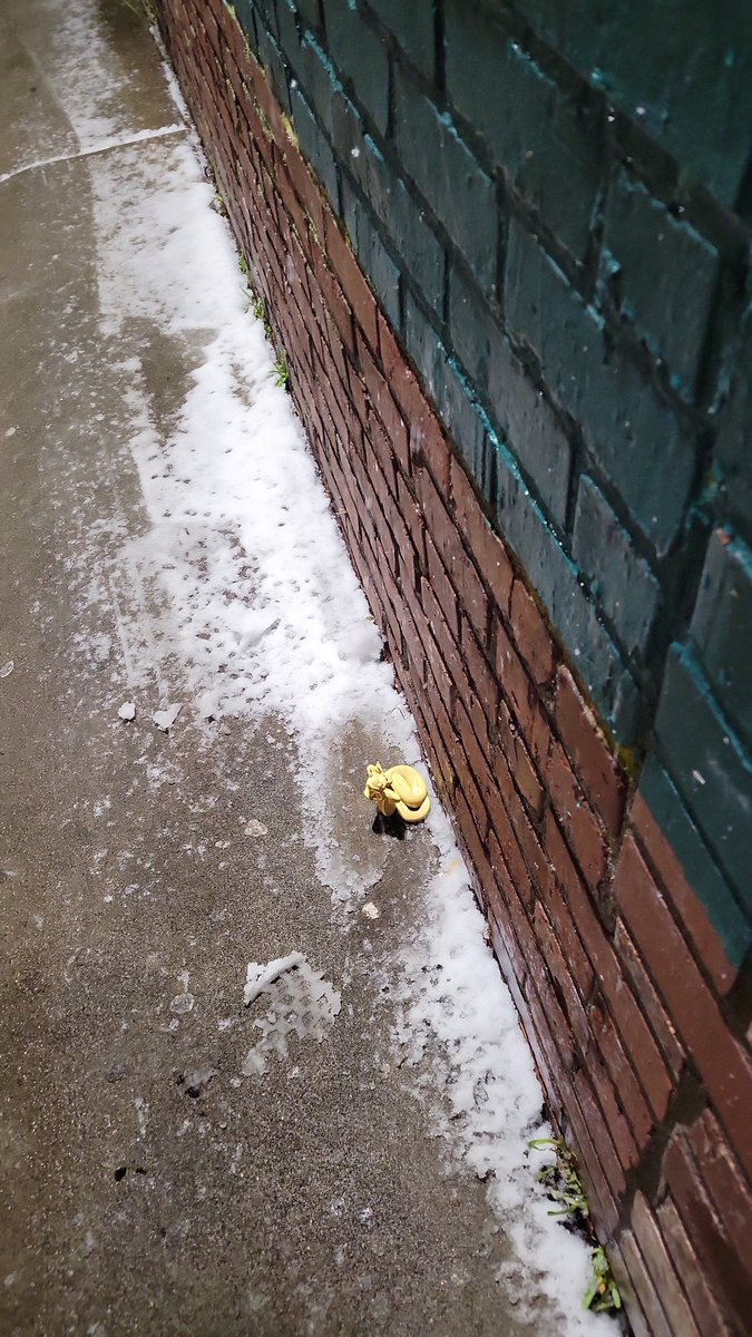 VonMonkeys Tacoma tweet media