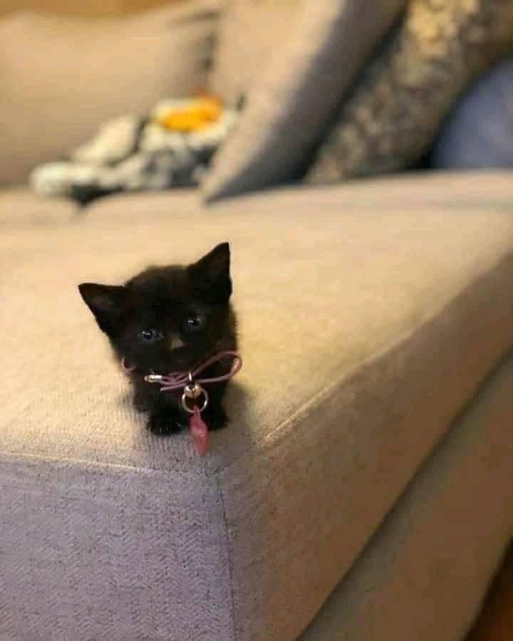 Why you should have a cat tweet media