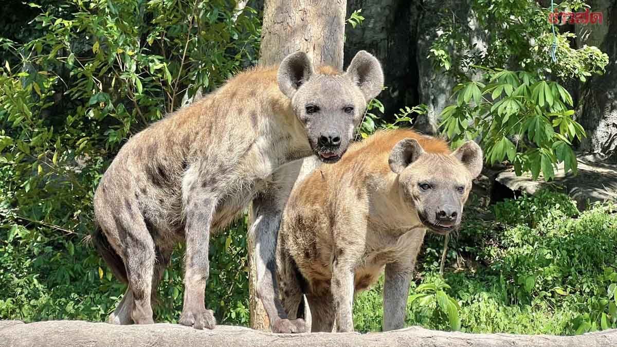 KhaokheowZoo's tweet photo. จ๊ะเอ๋ https://t.co/CY7Uk0076k