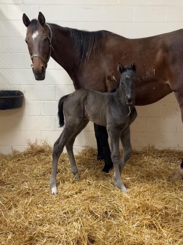 westwinfarms's tweet photo. Stakes placed and stakes winning producer, Southern Equity (After Market) produced this lovely colt by Code West a few days ago! #OkBred @4tbracing @RemingtonPark https://t.co/axMEhqaQBo