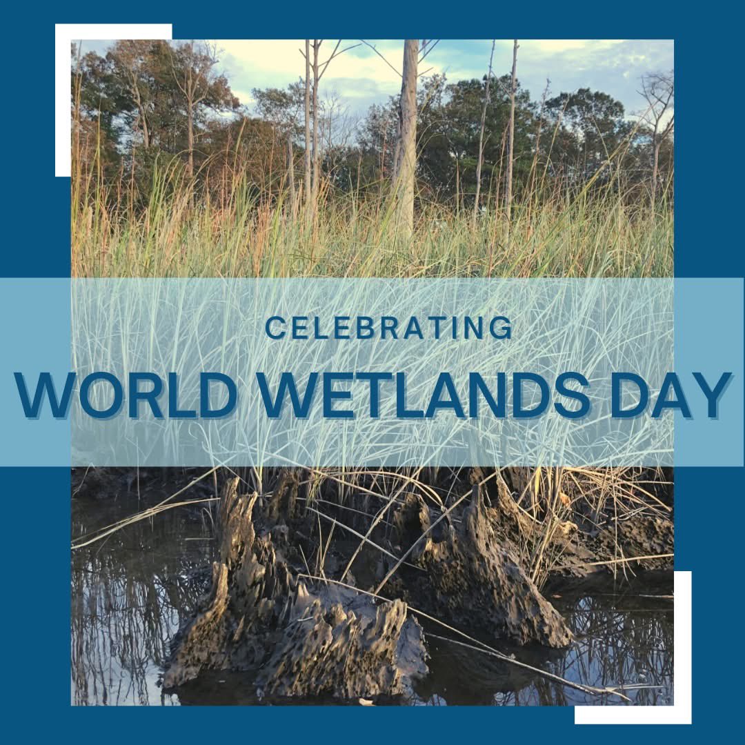 Protect our wetlands before it’s too late!

#Wetlands #development #cleanwater #flooding #resiliency #riverkeepers #winyahriversalliance #WorldWetlandsDay2025