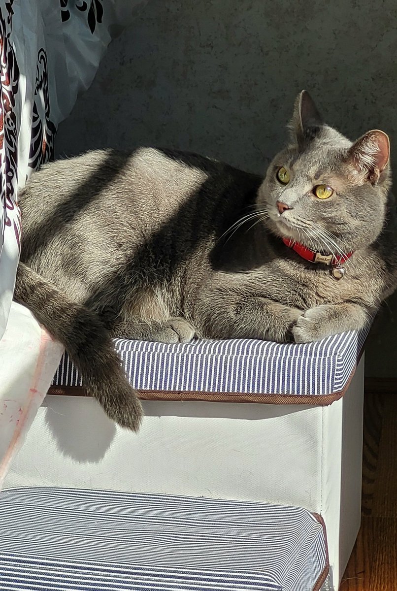 MariettaDaviz's tweet image. #Katt