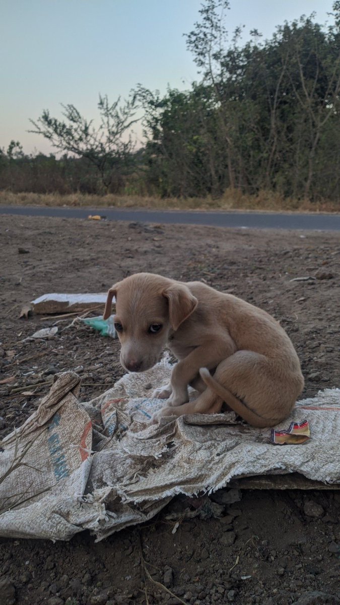 AlmasDeLaCalle's tweet image. ¿Qué está pasando? Un perrito en la calle, solo, temblando, invisible para todos. Su cuerpo sufre el frío, su alma el abandono. ¿Hasta cuándo seguiremos ignorando? No mires hacia otro lado. Rescata. Ama🐾🐾🙏🏻