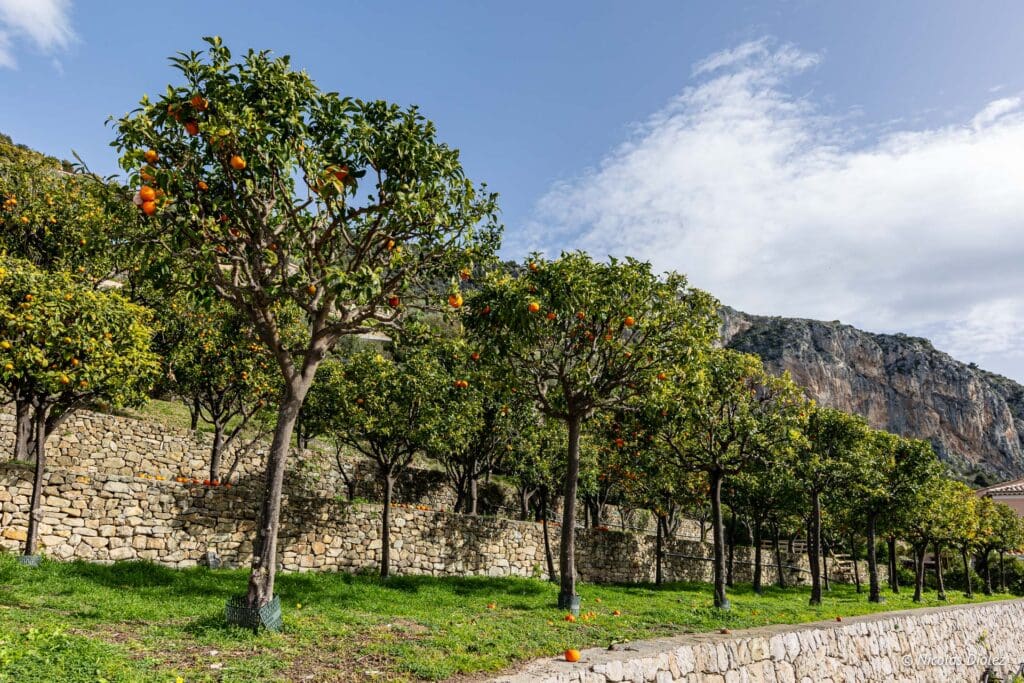 MelleBonPlan's tweet photo. La prochaine édition de la #FeteduCitron de #Menton aura lieu du 15/02 au 2/03 2025 ! 
Je viens de publier à cette occasion mon article sur mon retour d'expérience sur l'édition 2024 à laquelle j'avais eu la chance d'assister ! 🍋🍊
👉https://t.co/wT1ezZIc7x
📷@NicolasDiolez https://t.co/oNDXYhrKkk