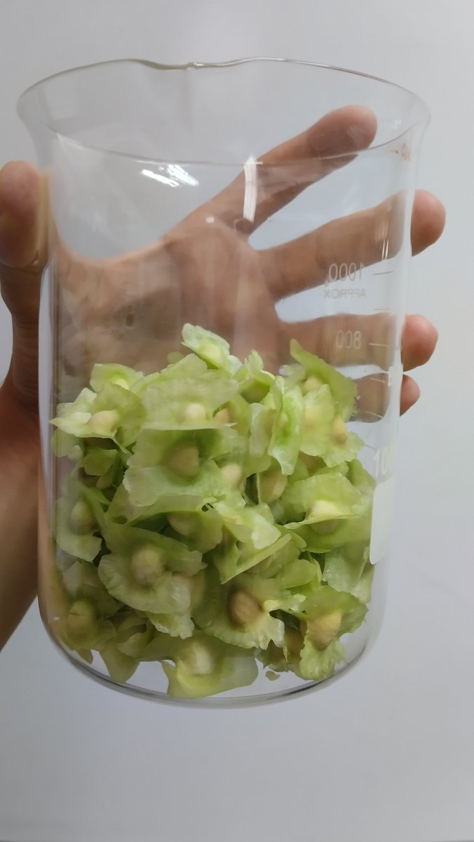 vgsjesus321's tweet photo. Here we go again 👨🏻‍🔬
Estas semillas de moringa serán veneno para mosquitos en las próximas 6 semanas 🦟🙅🏻‍♂️

#Biotechnology
#Science
#Biology https://t.co/YWWu42X1e0