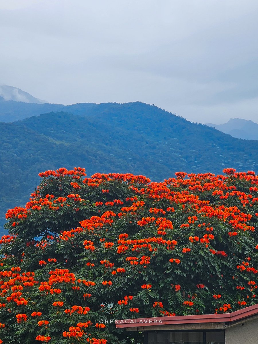 Hilo de colores, atardeceres y calles Merideñas.