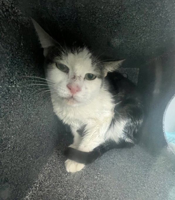 Oldie "Cloud" ducked his killing date
at NYC ACC &amp; now has a happy fate!
And Posh Pet Rescue once again
showed their mettle on their reign! 
If you were a pledger kind
please honor now if you don't mind!
Donation Website: poshpetsrescueny.org/donate/
🥰👍😺👏