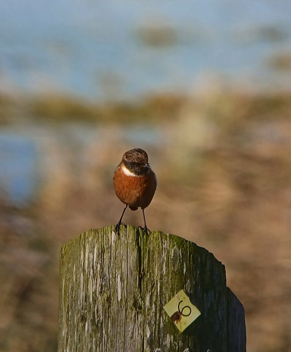 cornishca's tweet photo. Visit to RSPB Nene Washes, Eldernell this afternoon. 12 Cranes, 4+ Great, 4+ Little &amp; 3 Cattle Egrets, 10+ Marsh Harriers, 1 Peregrine, 1 Sparrowhawk, several Buzzards &amp; Red Kites, 2 Barn &amp; a Tawny Owl, c200 Black-tailed Godwits &amp; 3 Stonechats #worldwetlandsday2025 https://t.co/mNwdvoTHSc