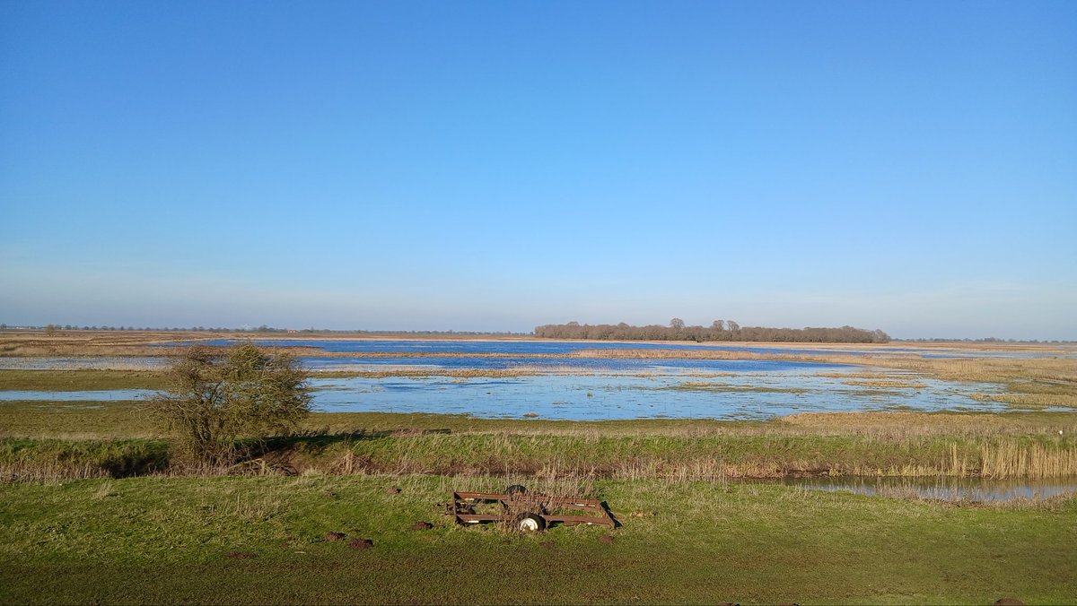 cornishca's tweet photo. Visit to RSPB Nene Washes, Eldernell this afternoon. 12 Cranes, 4+ Great, 4+ Little &amp; 3 Cattle Egrets, 10+ Marsh Harriers, 1 Peregrine, 1 Sparrowhawk, several Buzzards &amp; Red Kites, 2 Barn &amp; a Tawny Owl, c200 Black-tailed Godwits &amp; 3 Stonechats #worldwetlandsday2025 https://t.co/mNwdvoTHSc