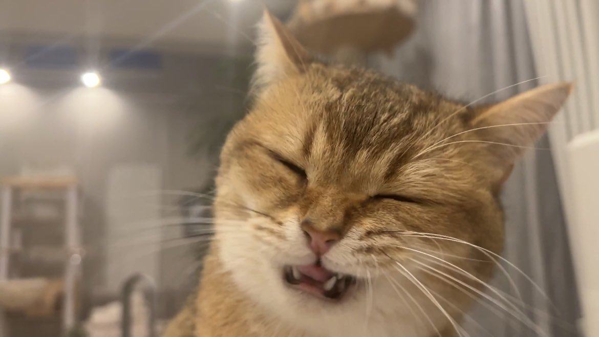 カリカリを必死に食べる猫の顔の可愛さは異常 https://t.co/aXjM4LWiOp