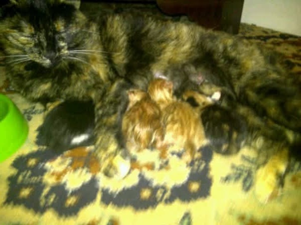 🇲🇺🇯🇲 tweet media