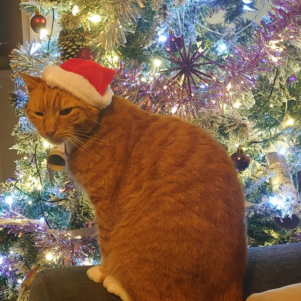 🇲🇺🇯🇲 tweet media