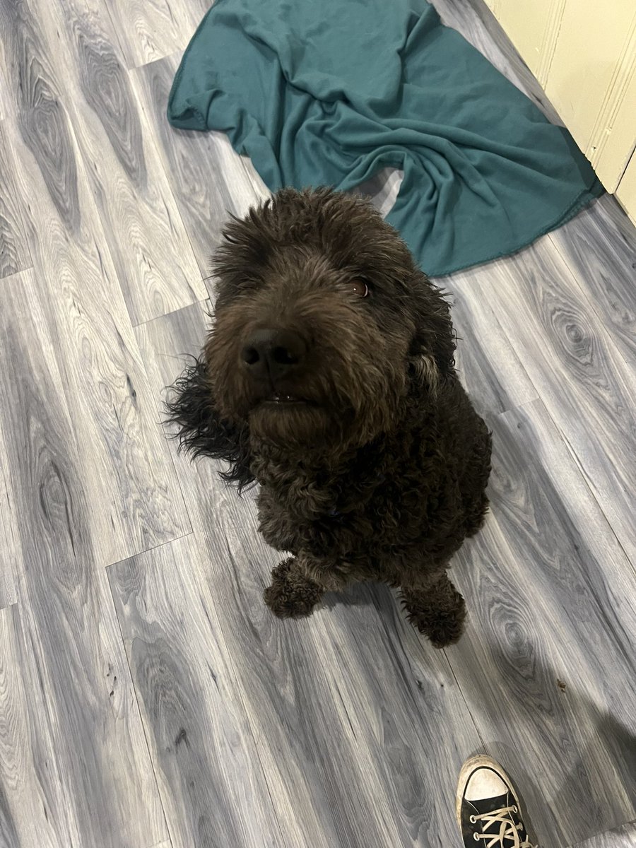 Baltimore peeps, 

I need help me doing that thing we do to simply get sh*t done. 

I found what I believe is a black Labradoodle who almost got hit by a car near Hillen and Belvedere.  Leash was still attached, no tags and unregistered chip. 

Who are his people?