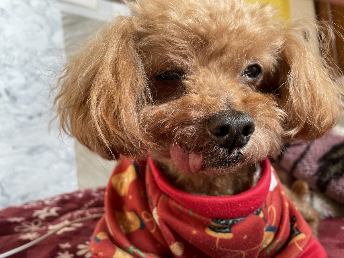 GODwag's tweet photo. 朝起きたら親が犬の名前叫んでて何かなって思って親のところ行ったらまさかのうちの犬が虹を渡っていました
急な事で頭が整理ついてないし
昨日とか普通にまだ元気だったんです
けど17年とゆう長い期間生まれつき片足悪いのによく一緒に生きてくれたと思います
うちに来てくれてありがとう https://t.co/wZjKHqzEIs
