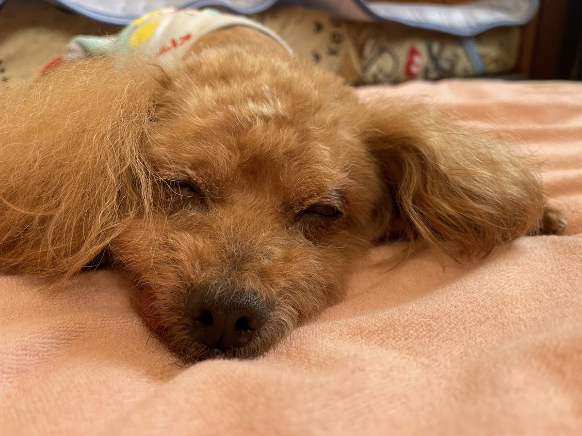 GODwag's tweet photo. 朝起きたら親が犬の名前叫んでて何かなって思って親のところ行ったらまさかのうちの犬が虹を渡っていました
急な事で頭が整理ついてないし
昨日とか普通にまだ元気だったんです
けど17年とゆう長い期間生まれつき片足悪いのによく一緒に生きてくれたと思います
うちに来てくれてありがとう https://t.co/wZjKHqzEIs