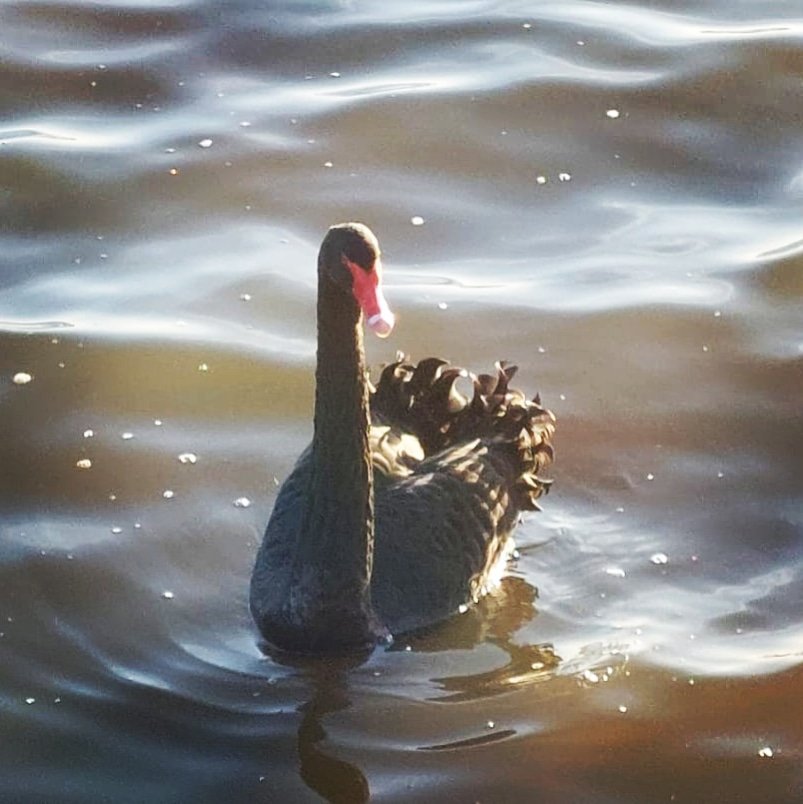 brendamcl's tweet photo. First time seeing a beautifully exquisite, elegant, elusive black Swan today!
The most stunning creature.
#Donegal #wildlife #nature
#Inchislandwildfowlnaturereserve https://t.co/GTmmatkZG3
