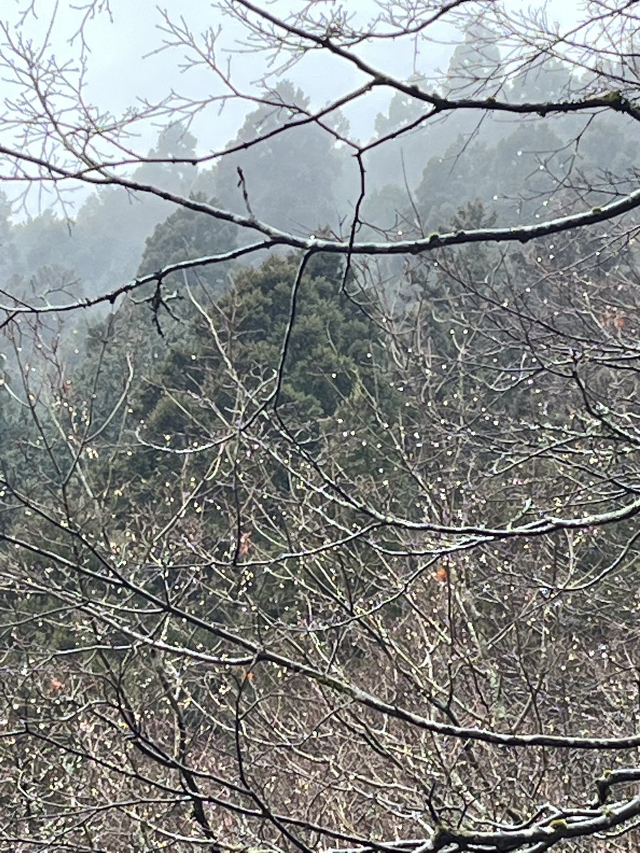 aaooaa320's tweet photo. おはようございます。
2/1〜2/2 雨キャンプでした。
朝、木の枝に丸く雨が雫となってキレイでした。
画像ではわかりにくいかも。 https://t.co/n0DZ3zCnNk