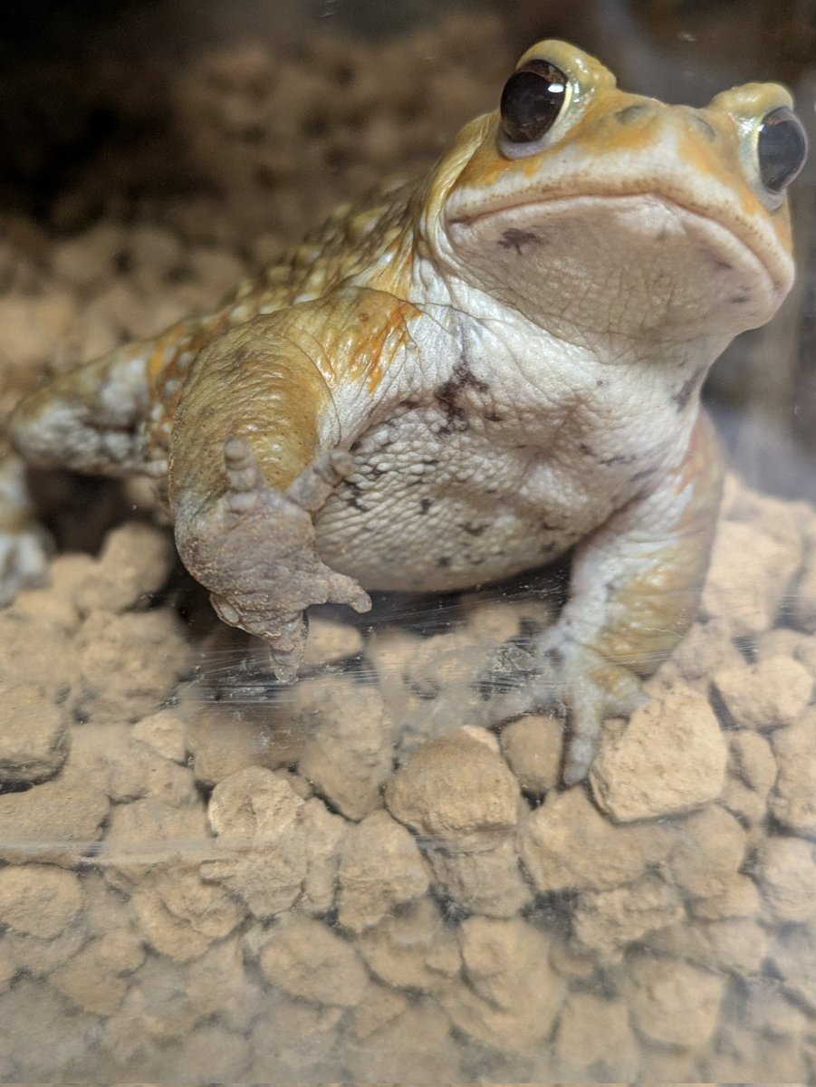 toadholic's tweet photo. 食欲ありすぎて人が横切っただけでやる気をみせるカッパちゃん
心なしか胸筋発達してませんか https://t.co/PjzlCNLOsi