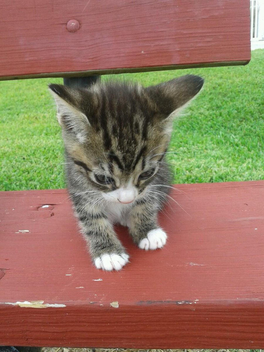 boturitter's tweet image. Miniature panther, taking over the world, one park bench at a time!  #tinycat #cutekitten #parklife #catsofinstagram #tabbycat