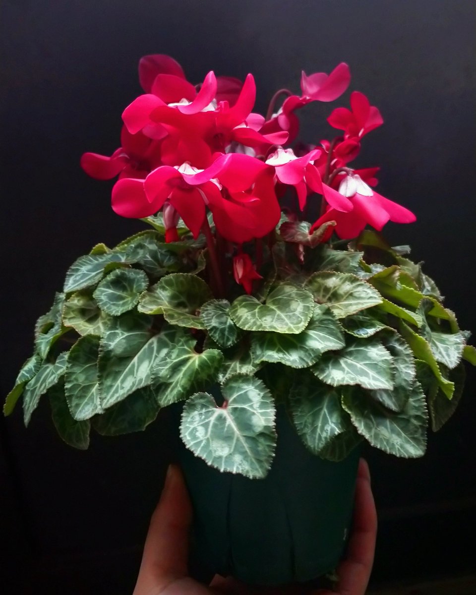 SogetsuYukyo6w6's tweet image. Hakusan Cyclamen『Djix』
さらに葉組み後、肥培して第2回目の花が咲いた❗✨
花もかわいい💠

#園芸 #シクラメン #Hakusan #シクラメンジックス #葉組み #開花
