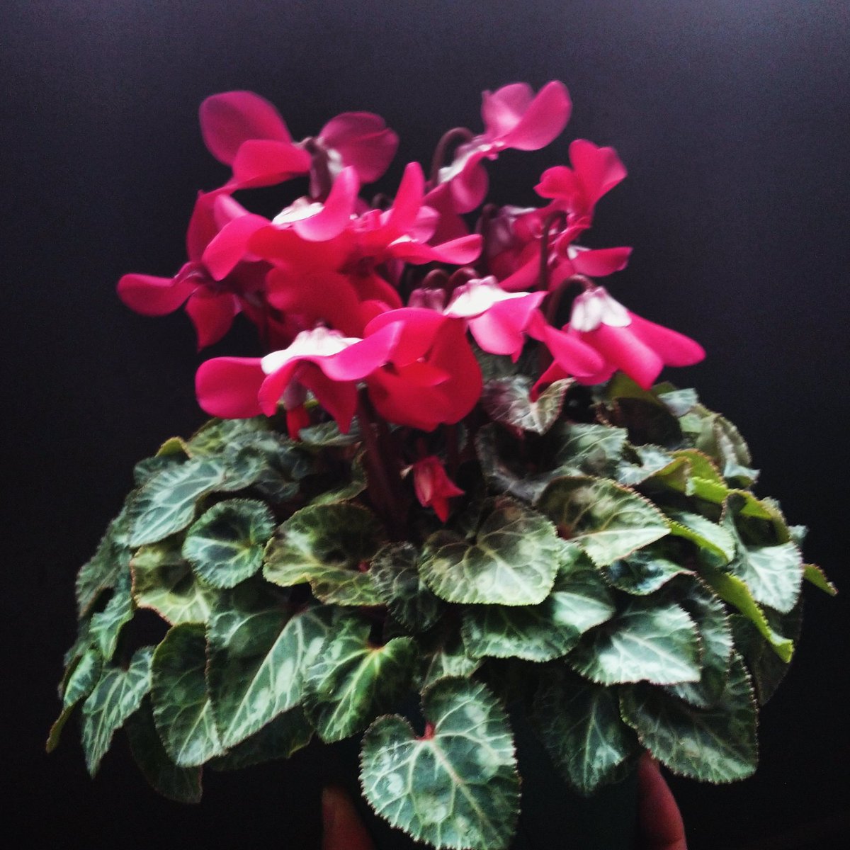 SogetsuYukyo6w6's tweet image. Hakusan Cyclamen『Djix』
さらに葉組み後、肥培して第2回目の花が咲いた❗✨
花もかわいい💠

#園芸 #シクラメン #Hakusan #シクラメンジックス #葉組み #開花