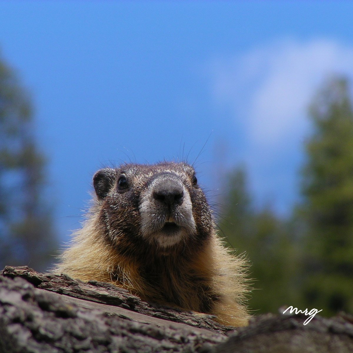 MRGMichigan's tweet image. Looks like six more weeks of strategic planning! 📝❄️ Don’t let your communications get stuck in winter—MRG is here to help you stay ahead. 

#GroundhogDay #PRThatWorks