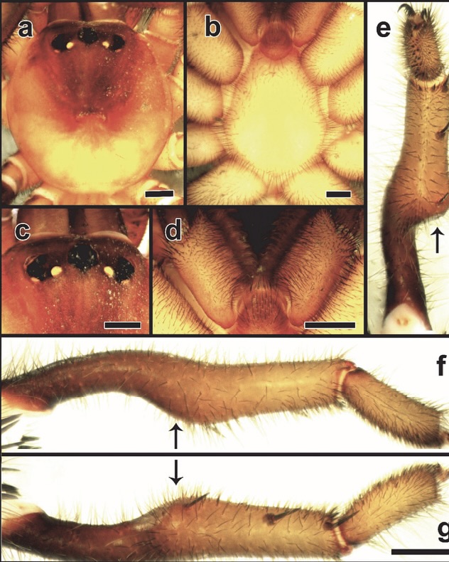 #EstáPasando Científicos descubren nueva especie de araña en la Región del Maule 🕷️🗺️

🔗Revisa más detalles aquí:👇🏻

ow.ly/Jfuo50UPU0Y
