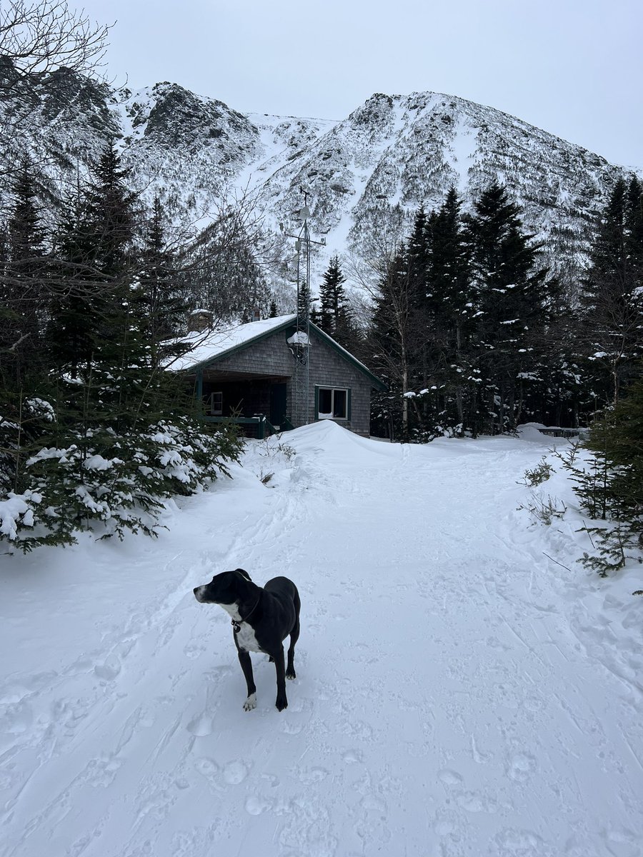 MountainMudge's tweet photo. Today I was up in NH at Pinkham notch!!!
#MtWashington #Hermitlakeshelter #Skidog #JSST #Mudge #SolanaCommunity 🏔🎿 https://t.co/y0m5ZXzL6l
