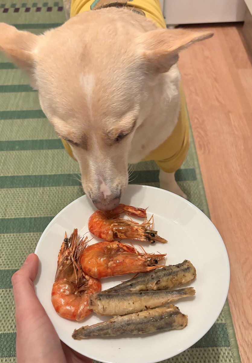 bendogurdum's tweet photo. Köpek düşmanının yiyemediğini Pakize yiyor çok şükür https://t.co/wCCR78z2nR