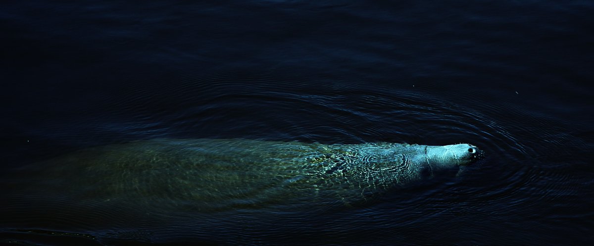 pendlamanda_art's tweet image. Curious Creature-Fort Myers, FL
greetings from a lone manatee
pixels.com/featured/curio…
#manatee #Florida #SWFL #floridamanatee #nature #marinelife #underwater #water #photography #swimming