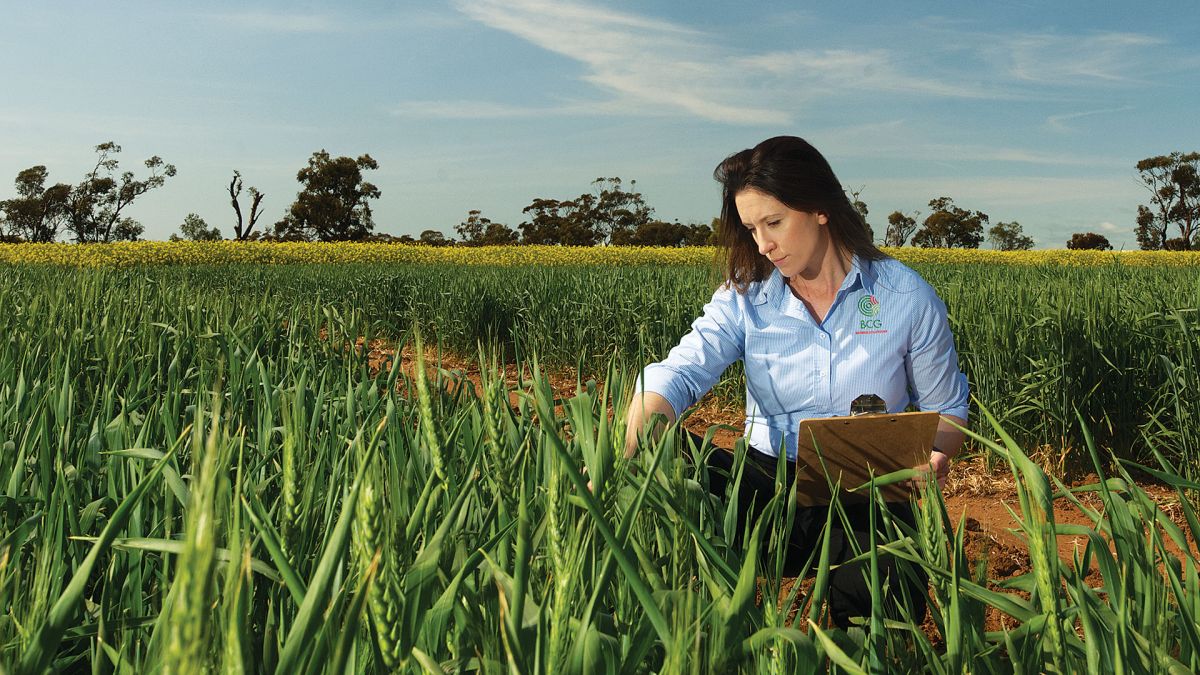 GRDC (@thegrdc) on Twitter photo Handy decision-support strategies can simplify #nitrogen decision-making.
With GRDC investment, <a href="/BCG_Birchip/">Birchip Cropping Group (BCG)</a> is researching strategies that can improve yields & returns including a seasonally responsive strategy using Yield Prophet® and a N banking strategy.
👉 Handy decision-support strategies can simplify #nitrogen decision-making.
With GRDC investment, <a href="/BCG_Birchip/">Birchip Cropping Group (BCG)</a> is researching strategies that can improve yields & returns including a seasonally responsive strategy using Yield Prophet® and a N banking strategy.
👉