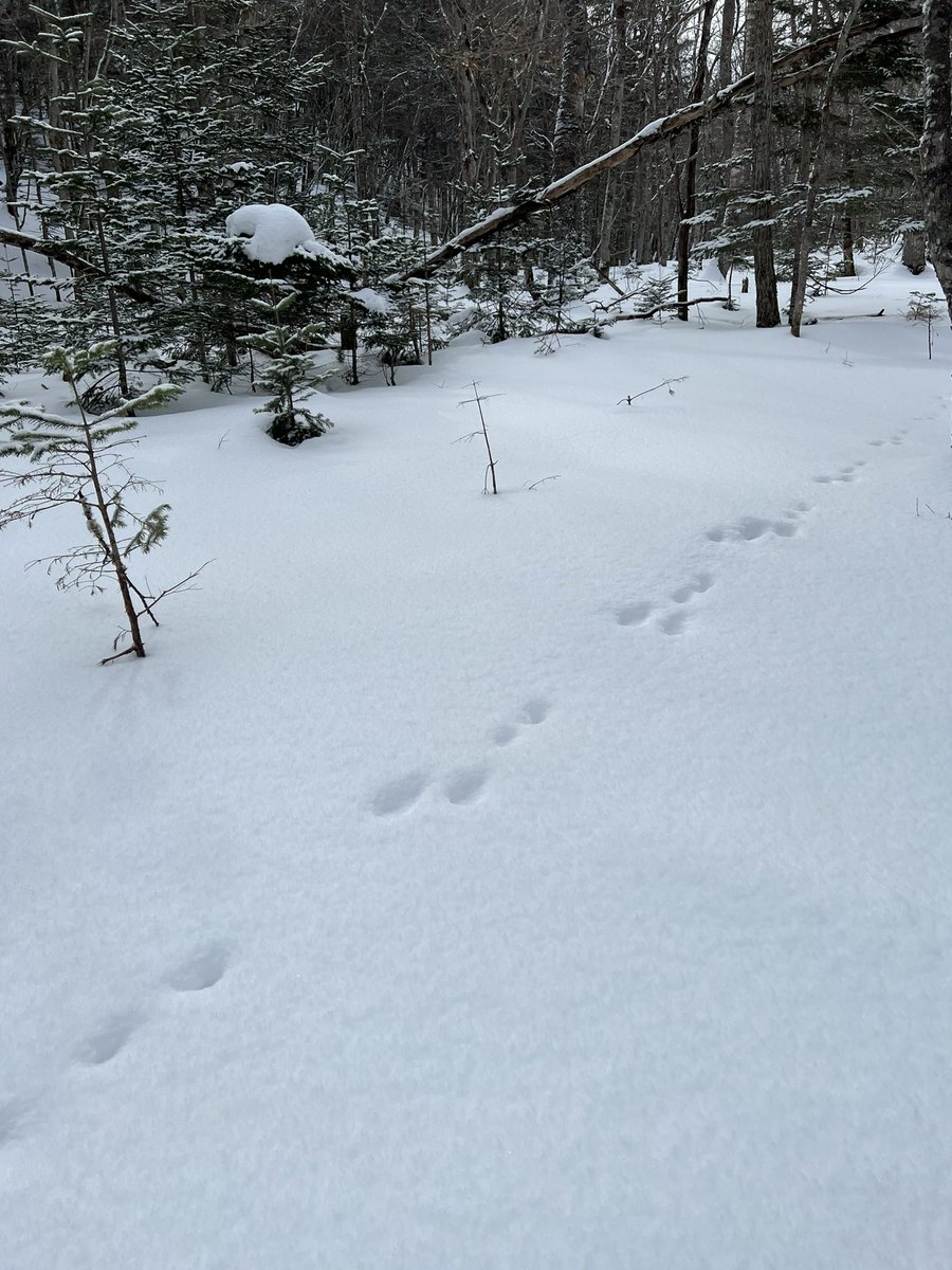 きらの宿すばる tweet media
