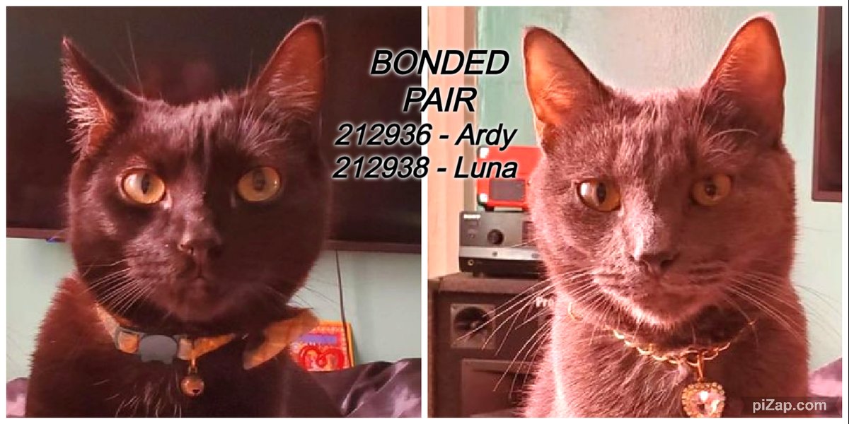 NYC's DEATH ROW CATS tweet media