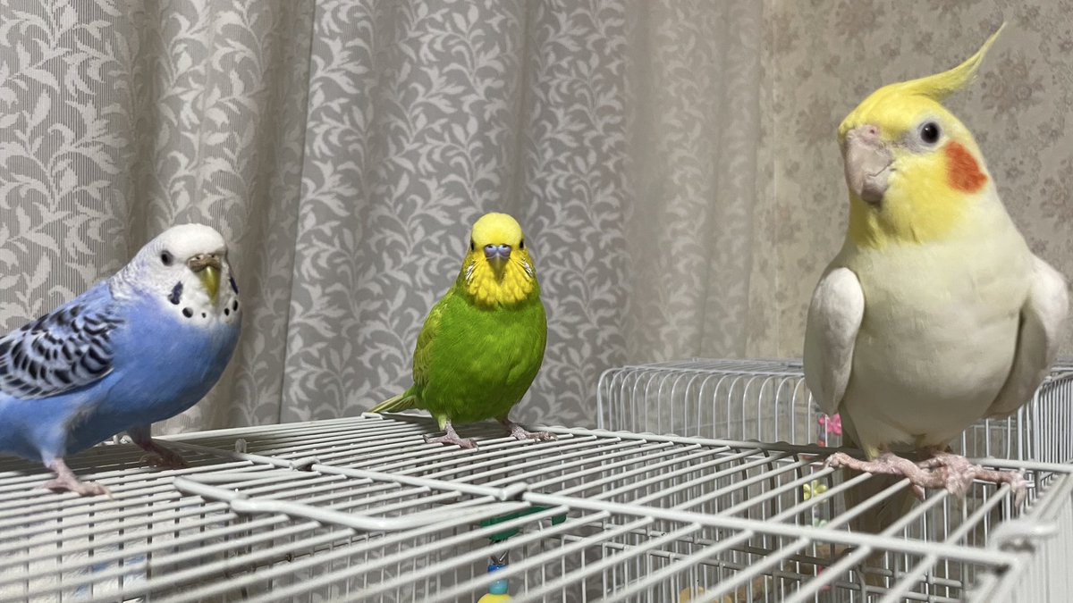 voiceactors01's tweet photo. 鳥たちも順調に歳を重ねております
上の子のセキセイちゃんはもうすぐ6歳！頑張れ👍 https://t.co/pu42HnEiHk