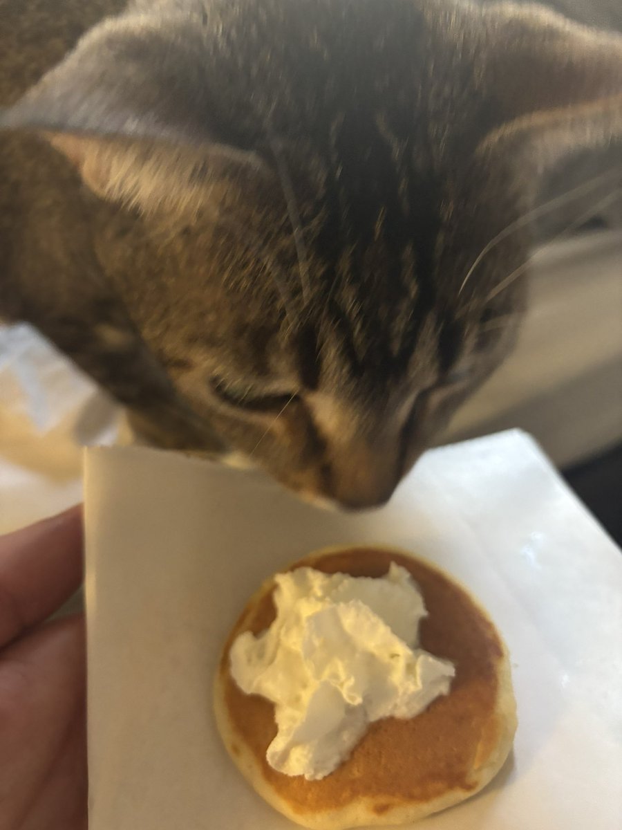 davisdtd's tweet photo. he wants my little pancake https://t.co/PCVdqBAgFW