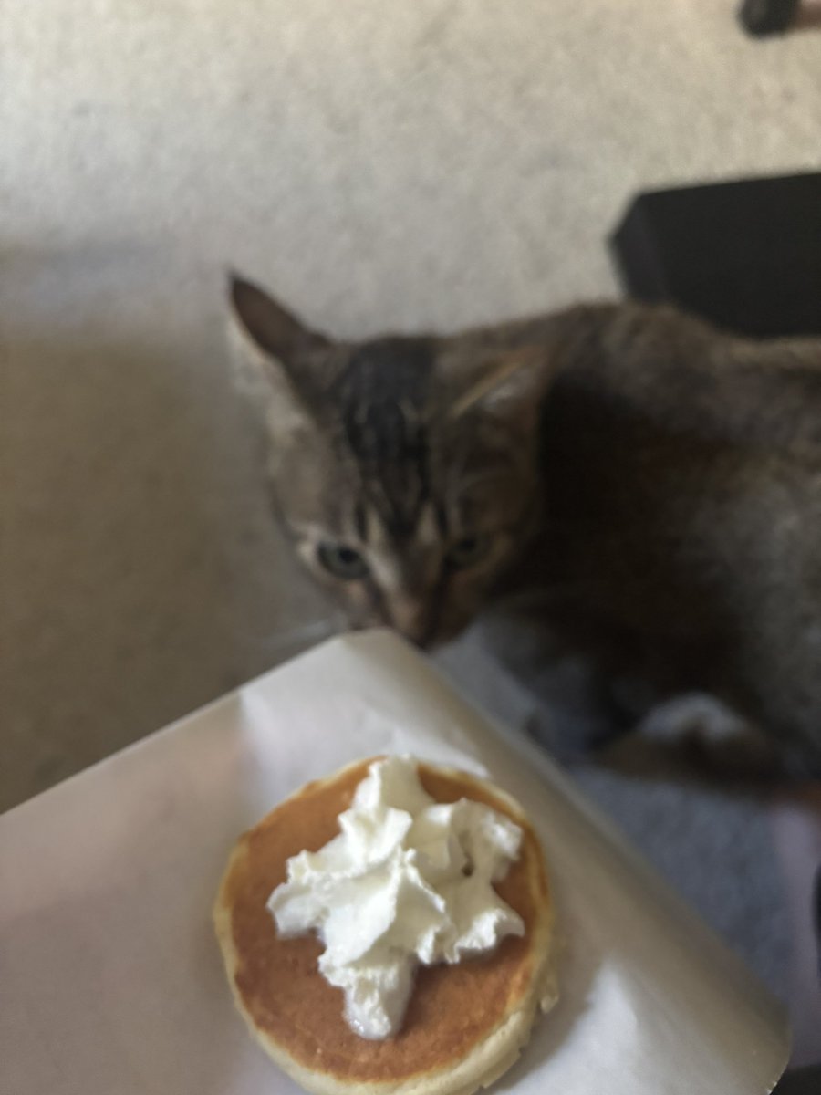 davisdtd's tweet photo. he wants my little pancake https://t.co/PCVdqBAgFW