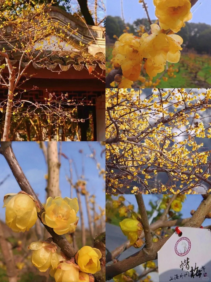 上海的秘密花园：📍外冈蜡梅园，赏百年古蜡梅，品一缕冬日幽香 #大美中国