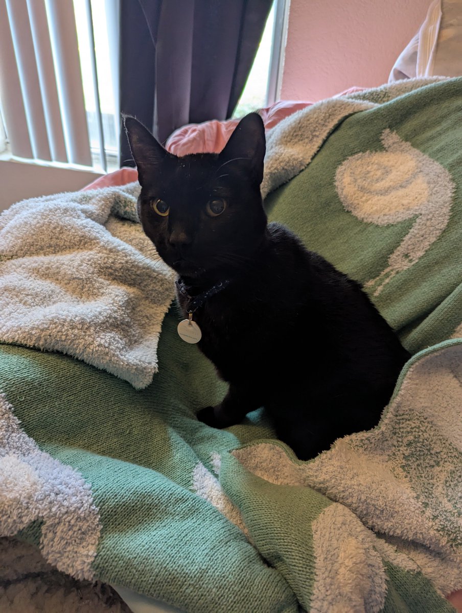 snaileon's tweet photo. Hi I'm unlocking to ask for some help
Had to take in my cat Tobi to the ER Friday night and I had to take him back today 
It's something I can't really afford rn so I'm hoping to get some help for his bad butt disease 🥲
Willing to draw something 
Reposts help as well
Links ⬇️ https://t.co/pSEHn7bbD2
