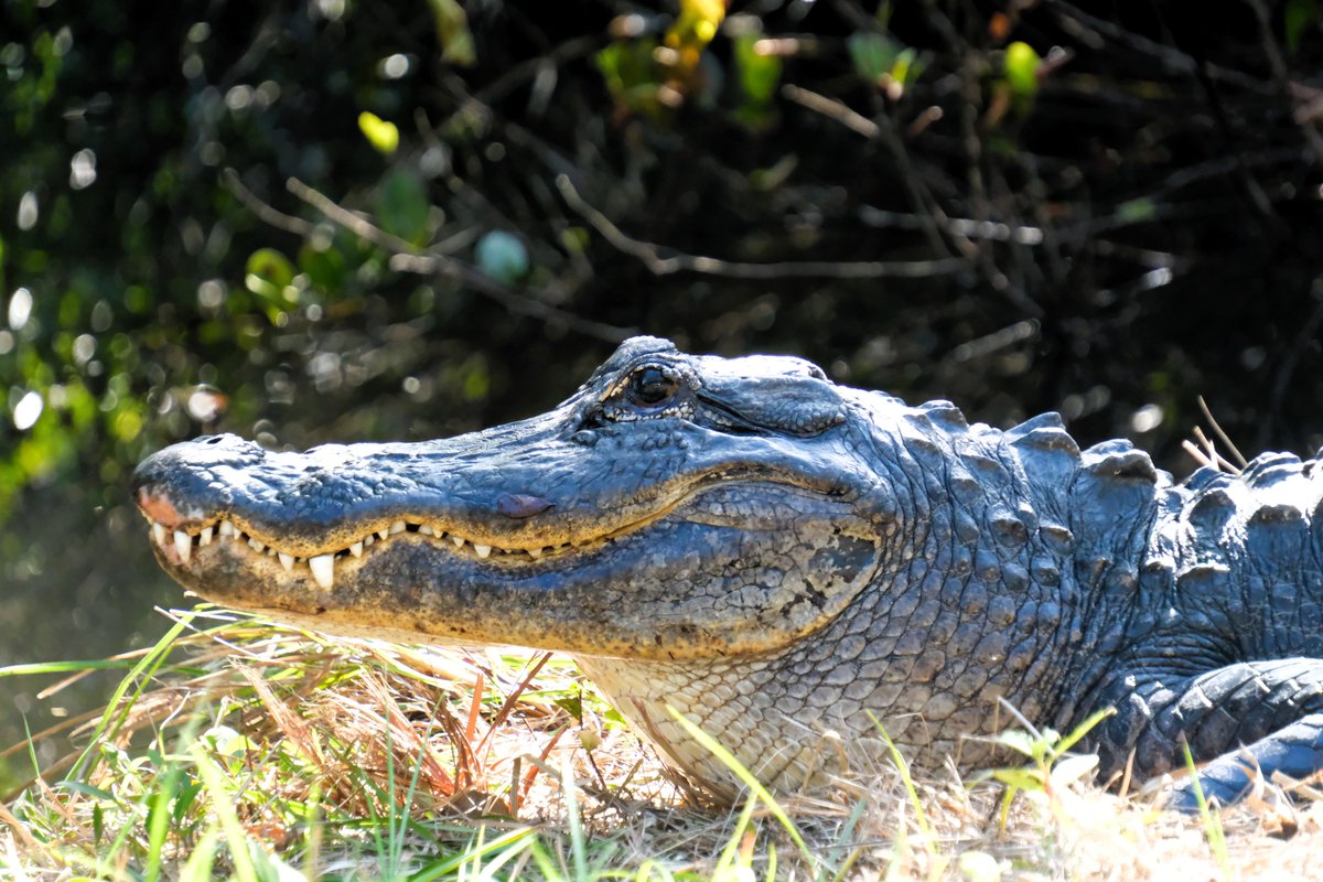 Nelson Struck (@nelsonjstruck) on Twitter photo 