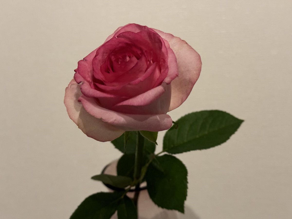 銀座 占い館バランガン@彩乃 tweet media