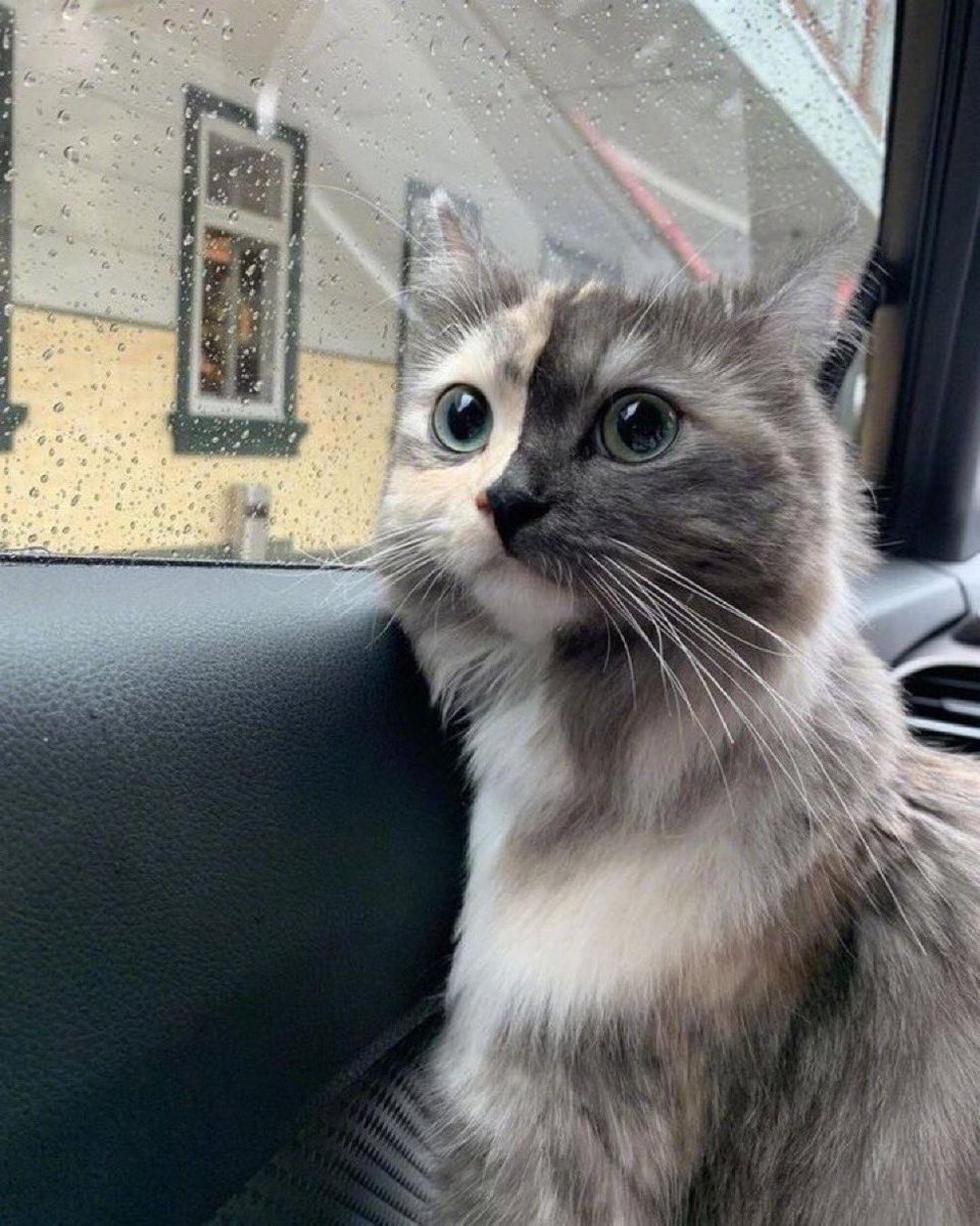 Punch Cat tweet media