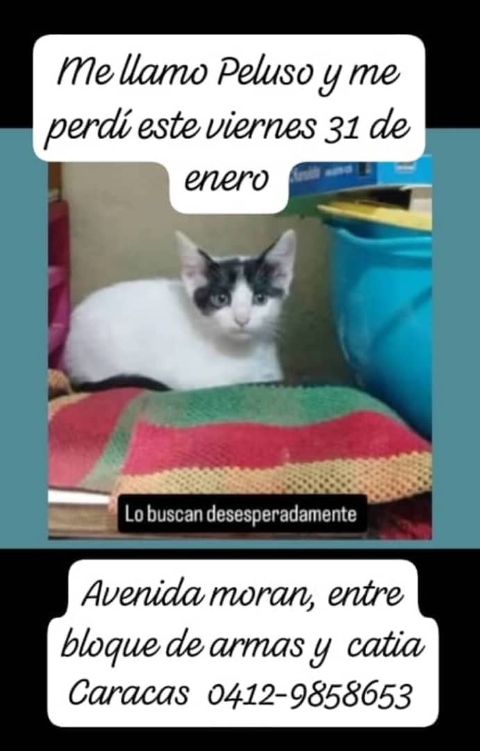 Def_LasAcacias's tweet photo. Por favor comparte para que Peluso vuelva a su hogar https://t.co/j17BI7ecdM