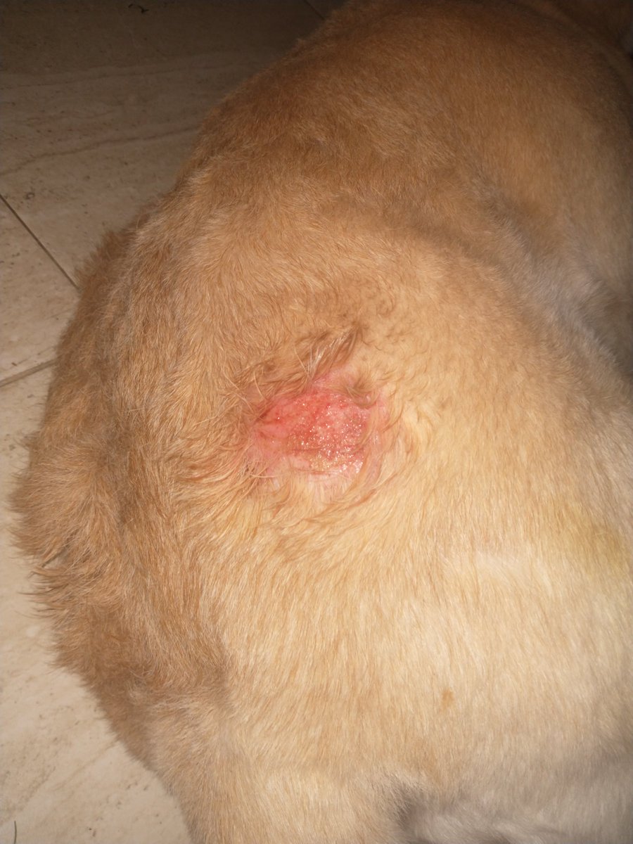 Belisoutt's tweet photo. Hes been biting his self and also hes been losing some of his fur, he has been sad, ill try my best for him and keep sharing all i can, he is part of my family and i been rlly sad for this https://t.co/WkcbxdRe0e